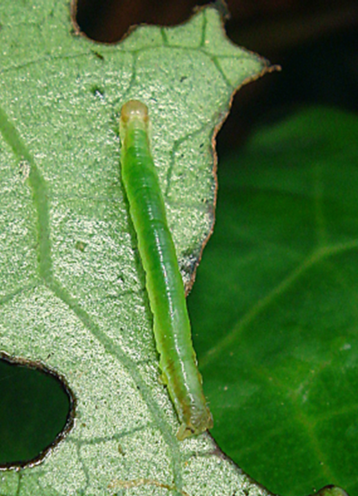 Kawakawa lopper moth caterpillar